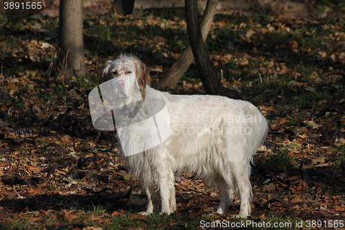 Image of Beautiful English setter posing in the forest