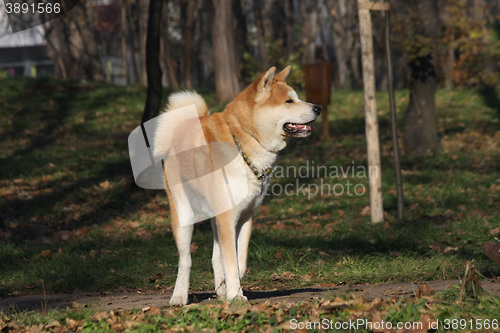 Image of Gorgeus dog posing in the forest