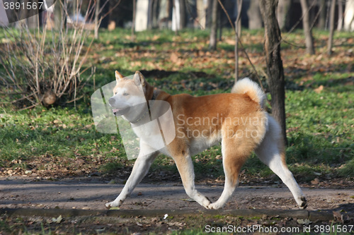 Image of Gorgeus dog walking in the forest