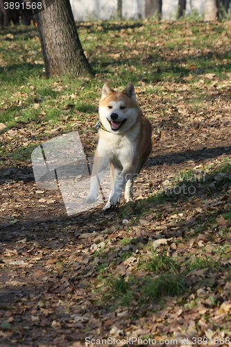 Image of Gorgeus dog walking running  in the forest