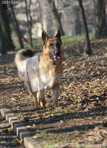 Image of Beautiful German Shepherd walking in the forest