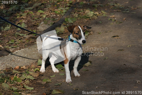 Image of Beautiful Jack Russell Terrier posing in the forest