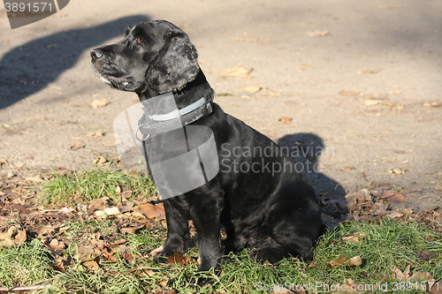 Image of Beautiful Cocker Spaniel posing in public park