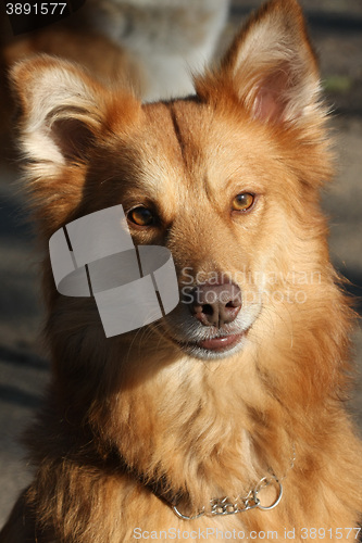 Image of Portrait of redheaded mongrel dog 