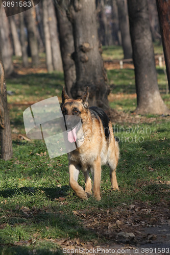 Image of Beautiful German Shepherd walking in the forest