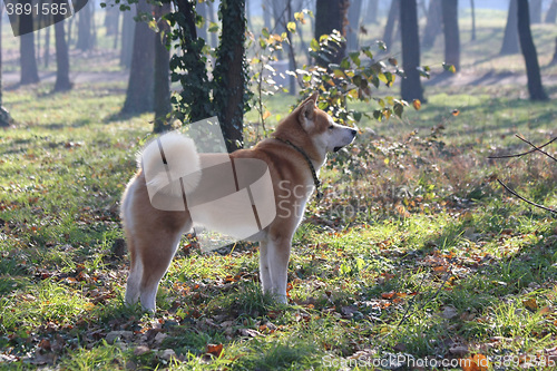 Image of Gorgeus dog posing in the forest