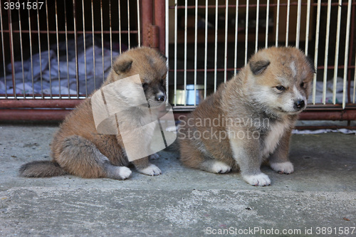 Image of Cute Akita Inu puppies