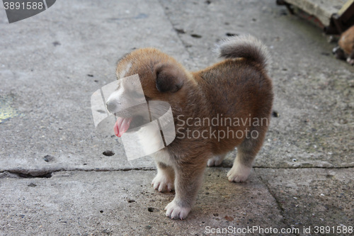 Image of Beautiful puppy of Akita Inu