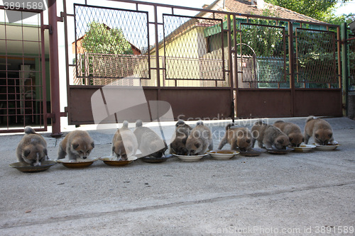 Image of Ten cute puppies eating in the yard