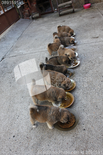 Image of Ten cute puppies eating in the yard