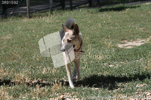 Image of Dog walking in the park