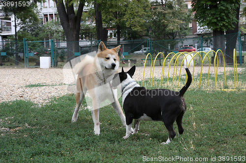 Image of Akita Inu and Bull Terrier inroduction