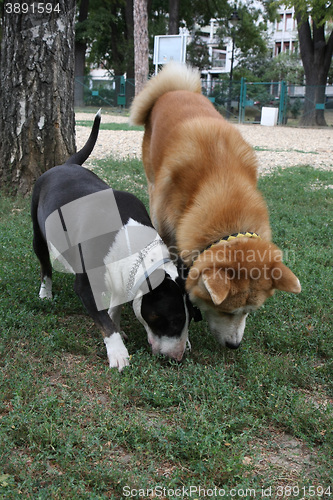 Image of Akita Inu and Bull Terrier inroduction