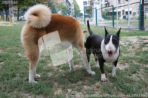 Image of Akita Inu and Bull Terrier inroduction