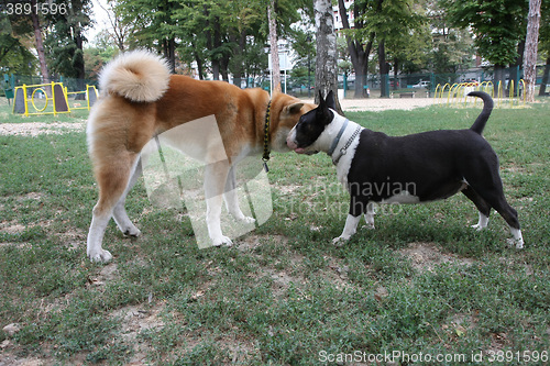 Image of Akita Inu and Bull Terrier inroduction