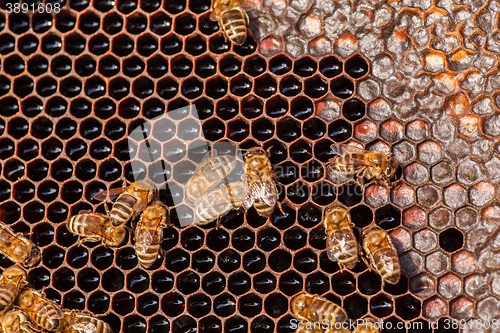 Image of family of bees on honeycombs