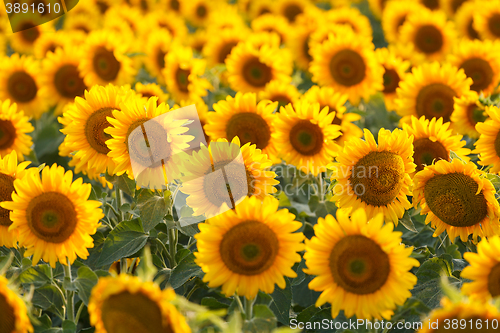 Image of Sunflower field, backlit.