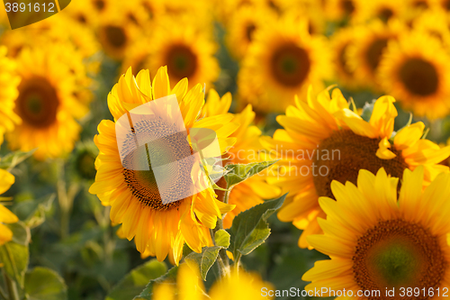 Image of Sunflower field, backlit.