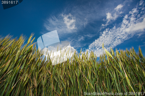 Image of ears of ripe wheat