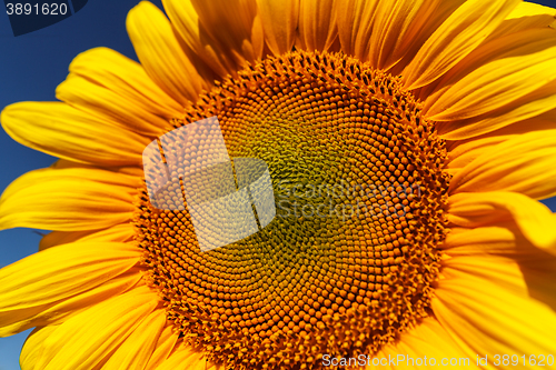 Image of Sunflower field, backlit.