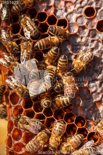 Image of family of bees on honeycombs