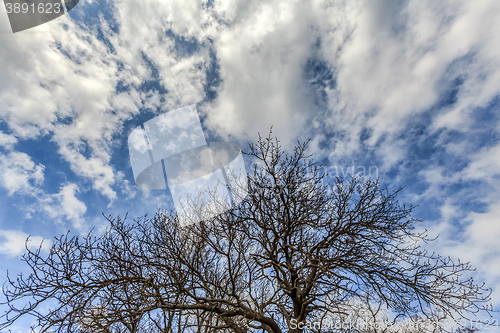 Image of large spreading tree