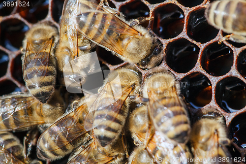 Image of family of bees on honeycombs