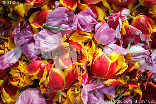 Image of background cut wilted tulips