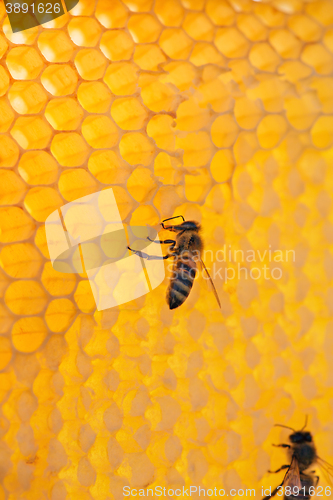 Image of bee on a frame with honey