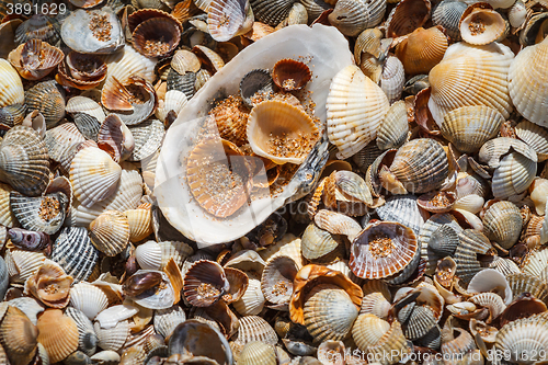 Image of  Many sea shells on a beach summer background.