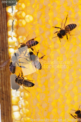 Image of family of bees on honeycombs