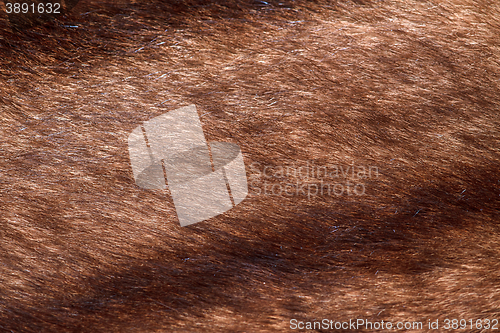 Image of natural fur closeup