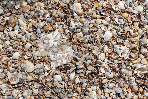 Image of  Many sea shells on a beach summer background.