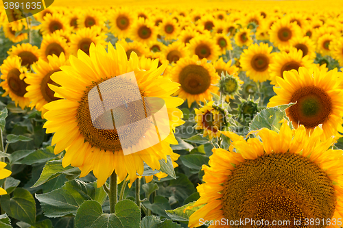 Image of Sunflower field, backlit.