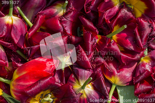 Image of background cut wilted tulips