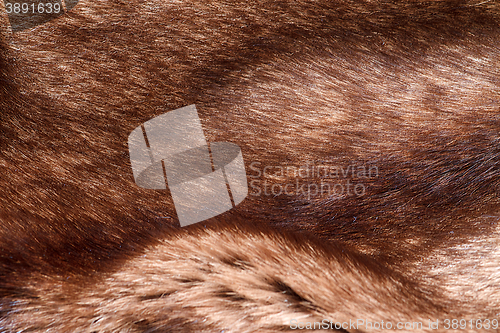 Image of natural fur closeup