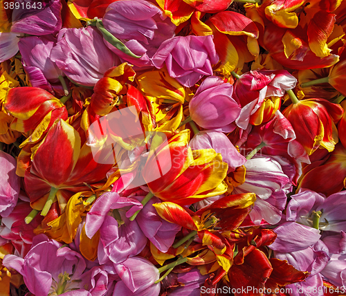 Image of background cut wilted tulips