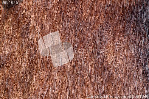 Image of natural fur closeup