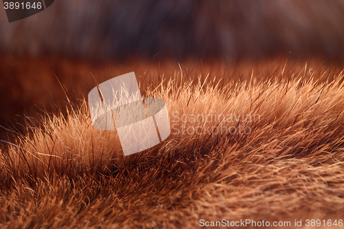 Image of natural fur closeup