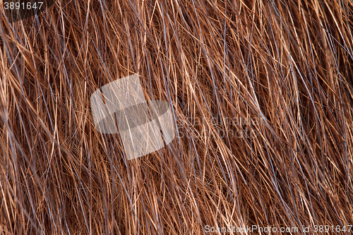 Image of natural fur closeup