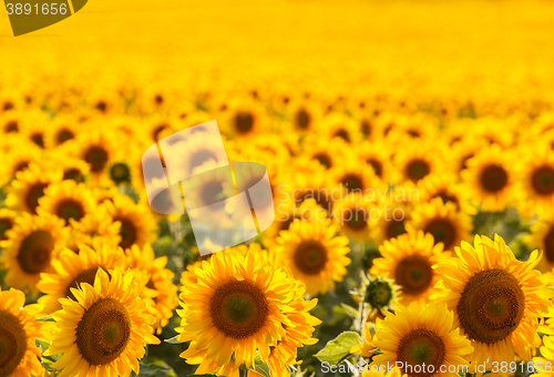 Image of Sunflower field, backlit.