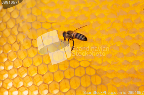 Image of bee on a frame with honey