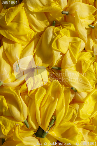 Image of background cut wilted tulips