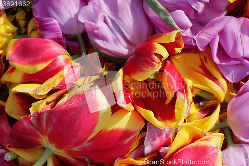 Image of background cut wilted tulips