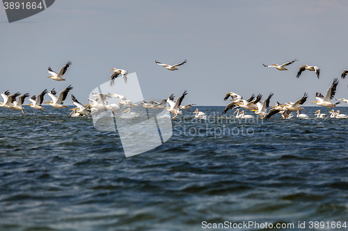 Image of soaring flock of pink pelicans