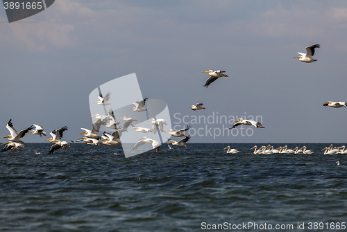 Image of soaring flock of pink pelicans