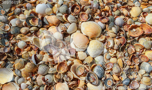 Image of  Many sea shells on a beach summer background.