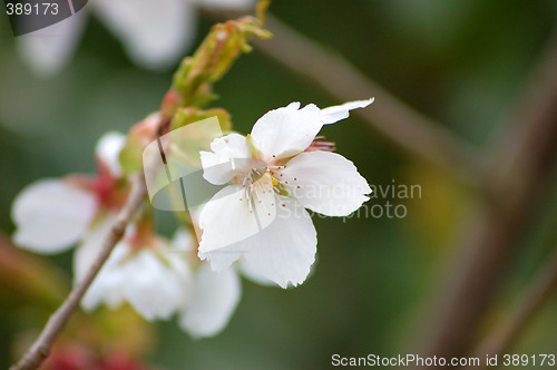 Image of Spring