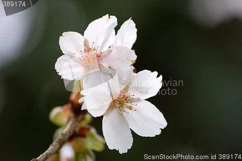 Image of Spring-flowers