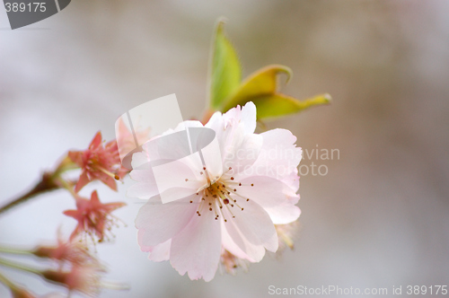 Image of Spring-flower